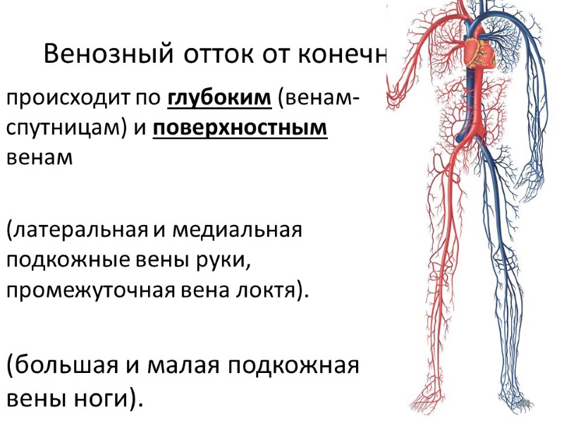 Венозный отток от конечностей происходит по глубоким (венам-спутницам) и поверхностным венам   (латеральная